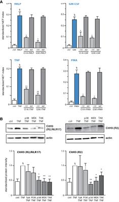 Early and Late Processes Driving NET Formation, and the Autocrine/Paracrine Role of Endogenous RAGE Ligands